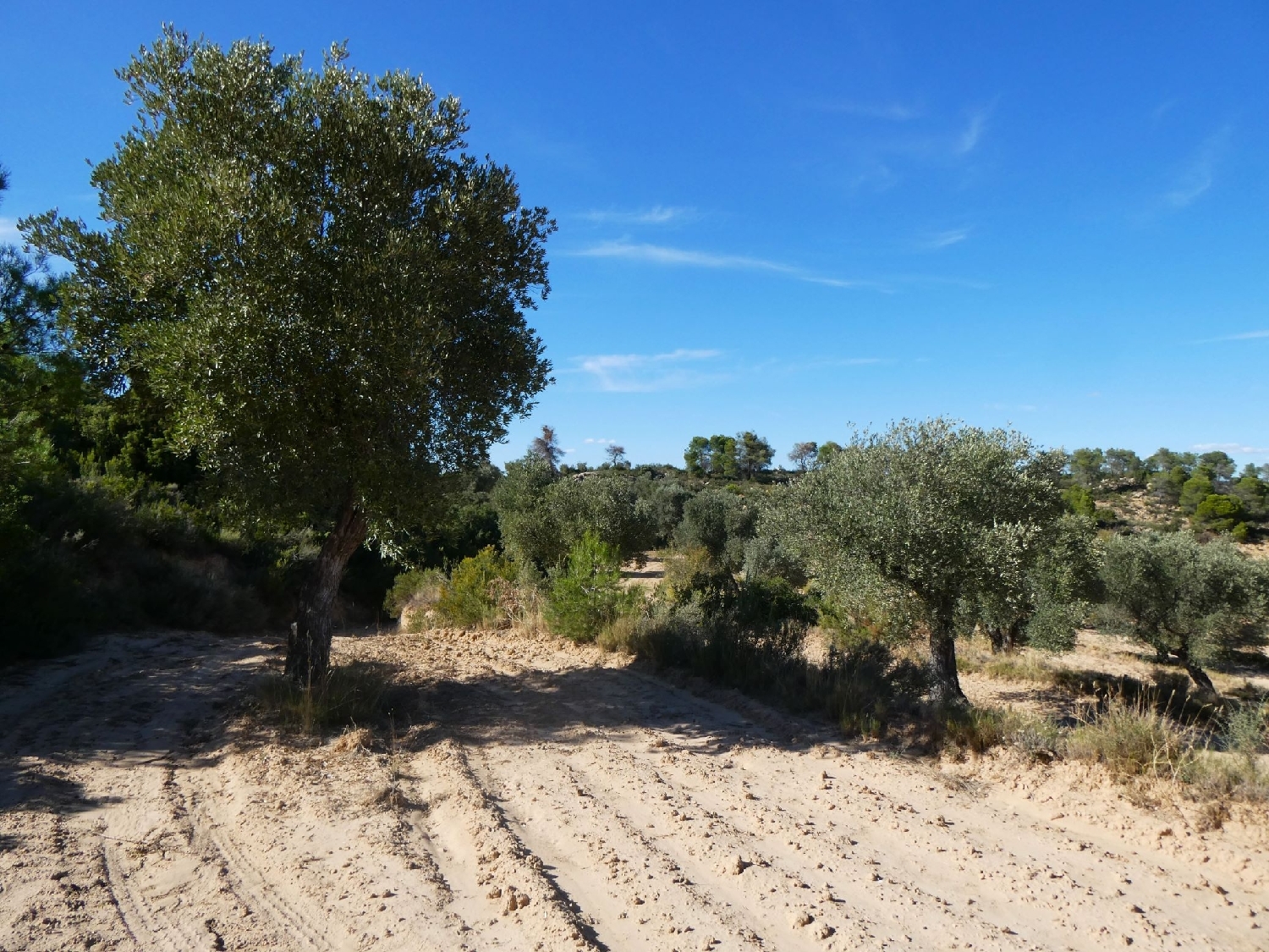  te koop boerderij Maella Bajo Aragón-Caspe 6