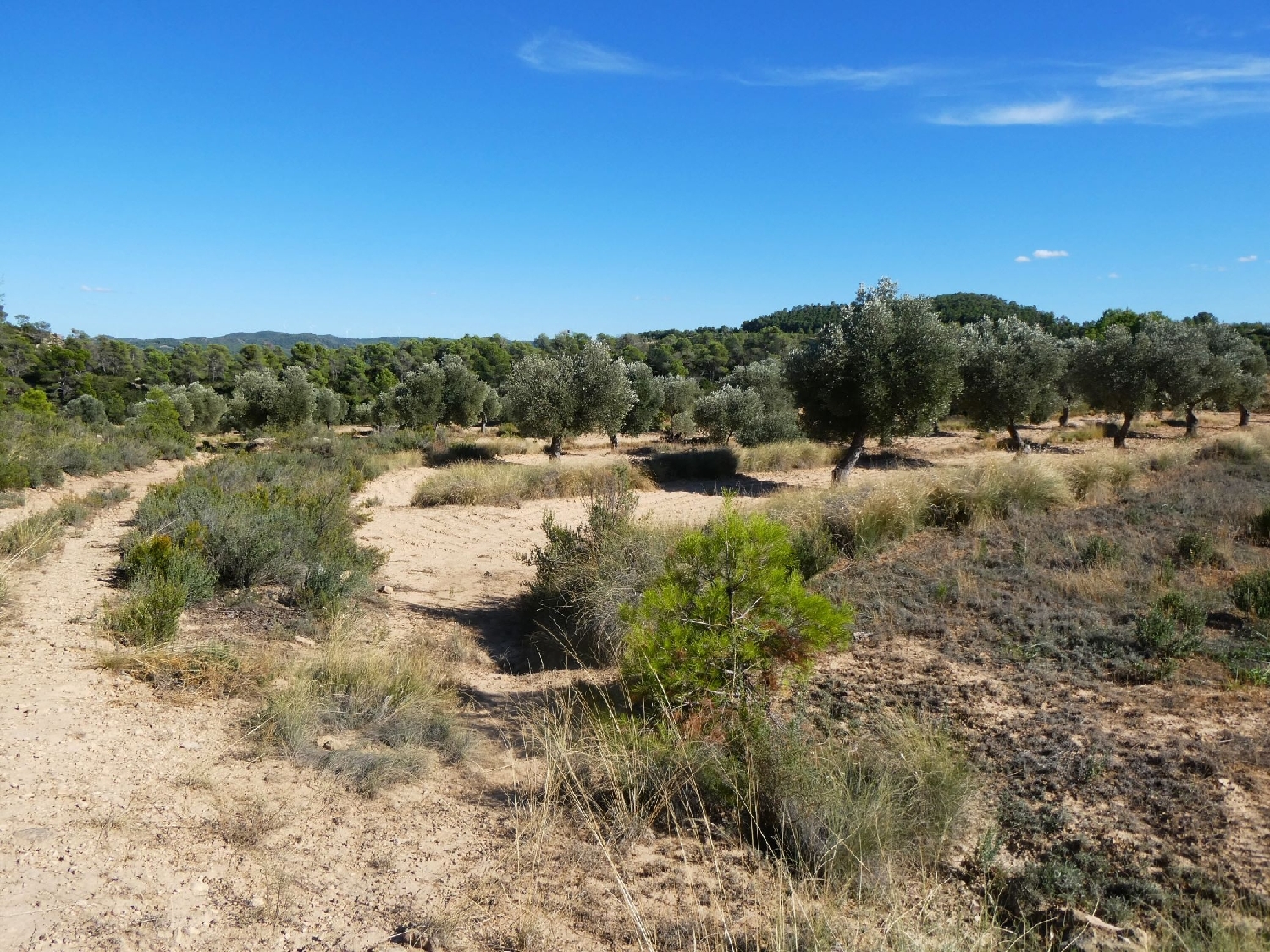  te koop boerderij Maella Bajo Aragón-Caspe 2