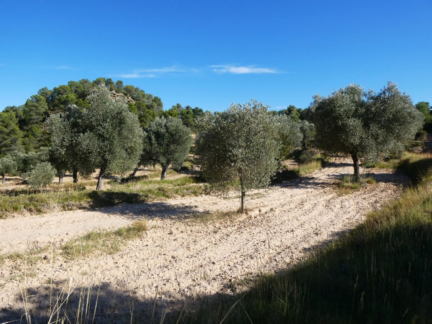  te koop boerderij Maella Bajo Aragón-Caspe 7