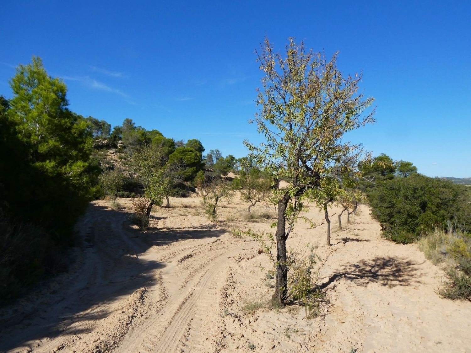  te koop boerderij Maella Bajo Aragón-Caspe 11