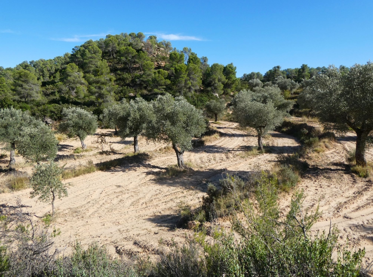  te koop boerderij Maella Bajo Aragón-Caspe 12
