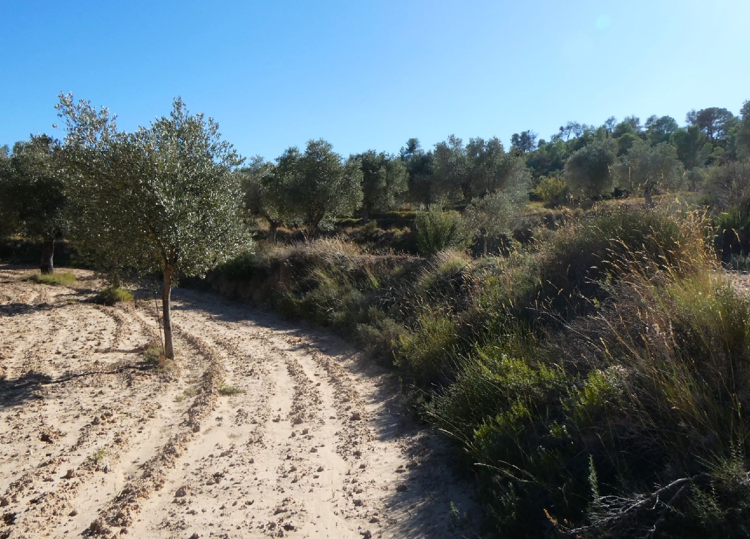  te koop boerderij Maella Bajo Aragón-Caspe 13