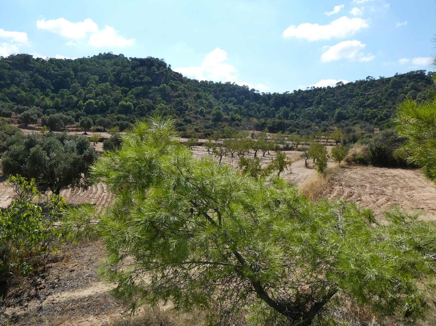  for sale country house Maella Bajo Aragón-Caspe 15