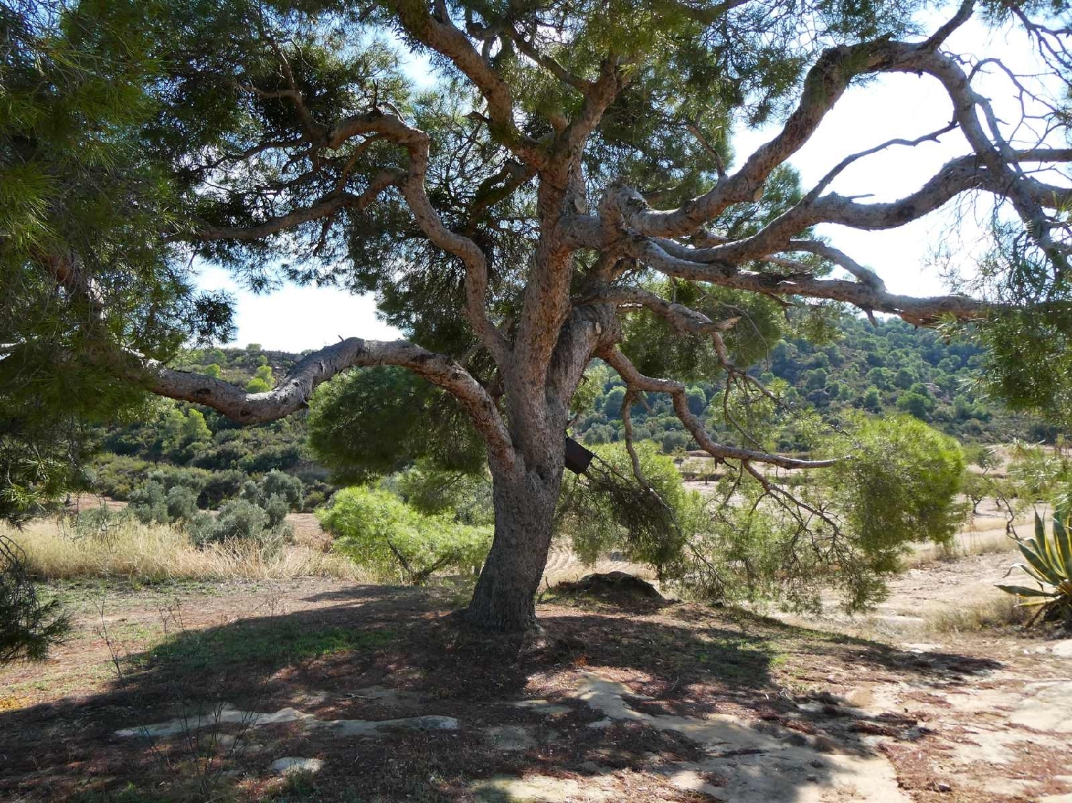  for sale country house Maella Bajo Aragón-Caspe 2