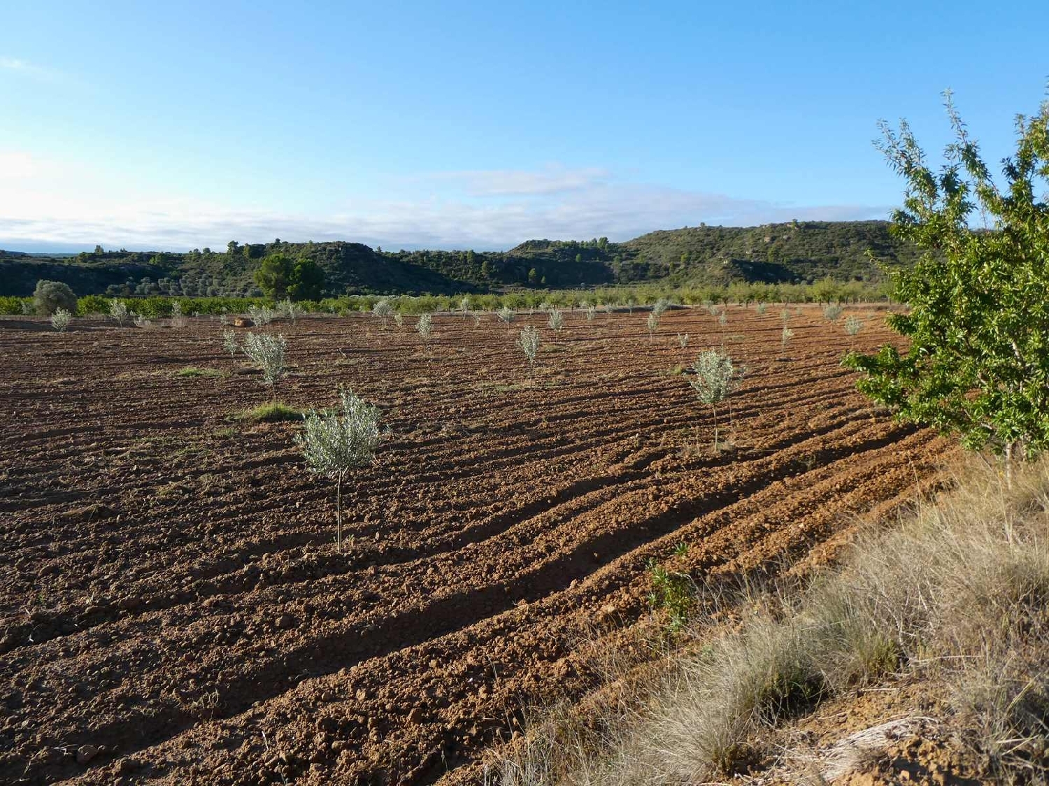  for sale country house Maella Bajo Aragón-Caspe 6