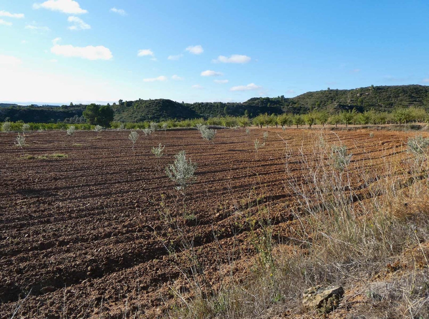  for sale country house Maella Bajo Aragón-Caspe 9