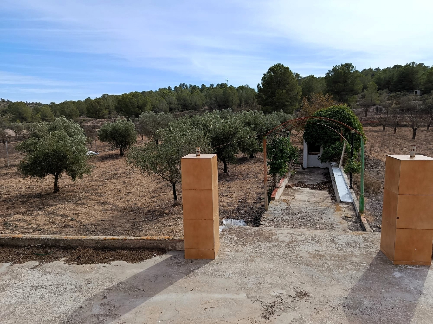  en venta finca rústica Monóvar Vinalopó Mitjà 4