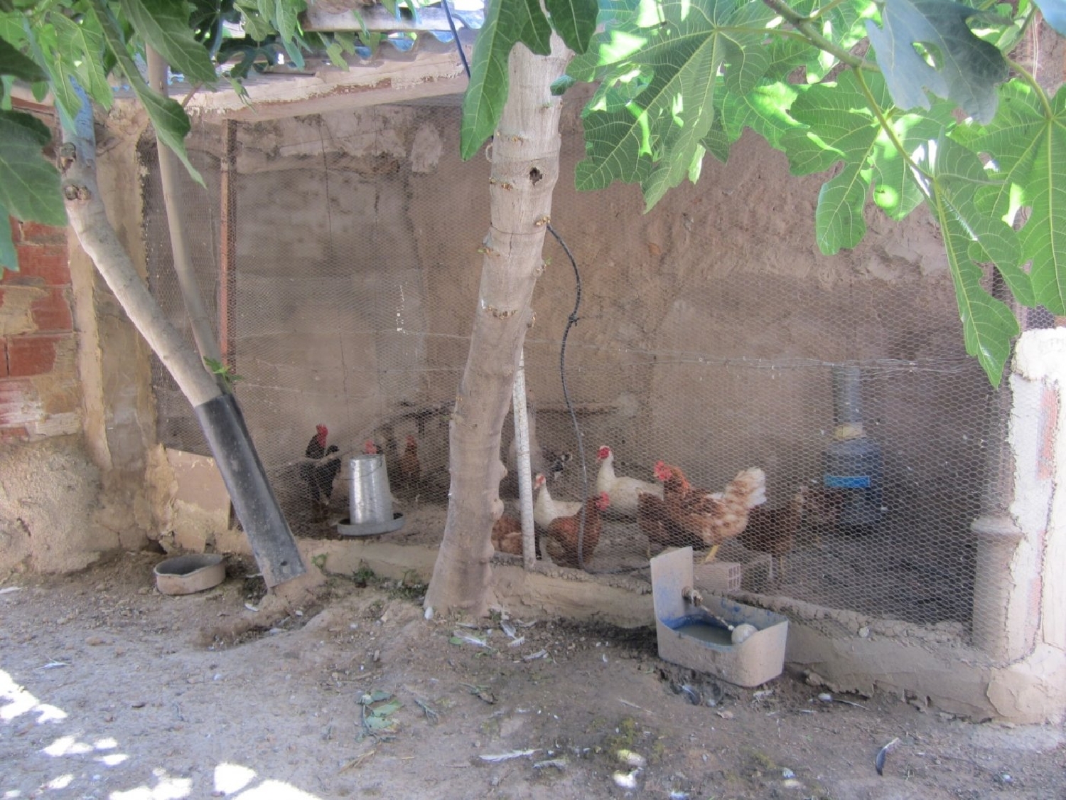  en venta finca rústica Novelda Vinalopó Mitjà 7