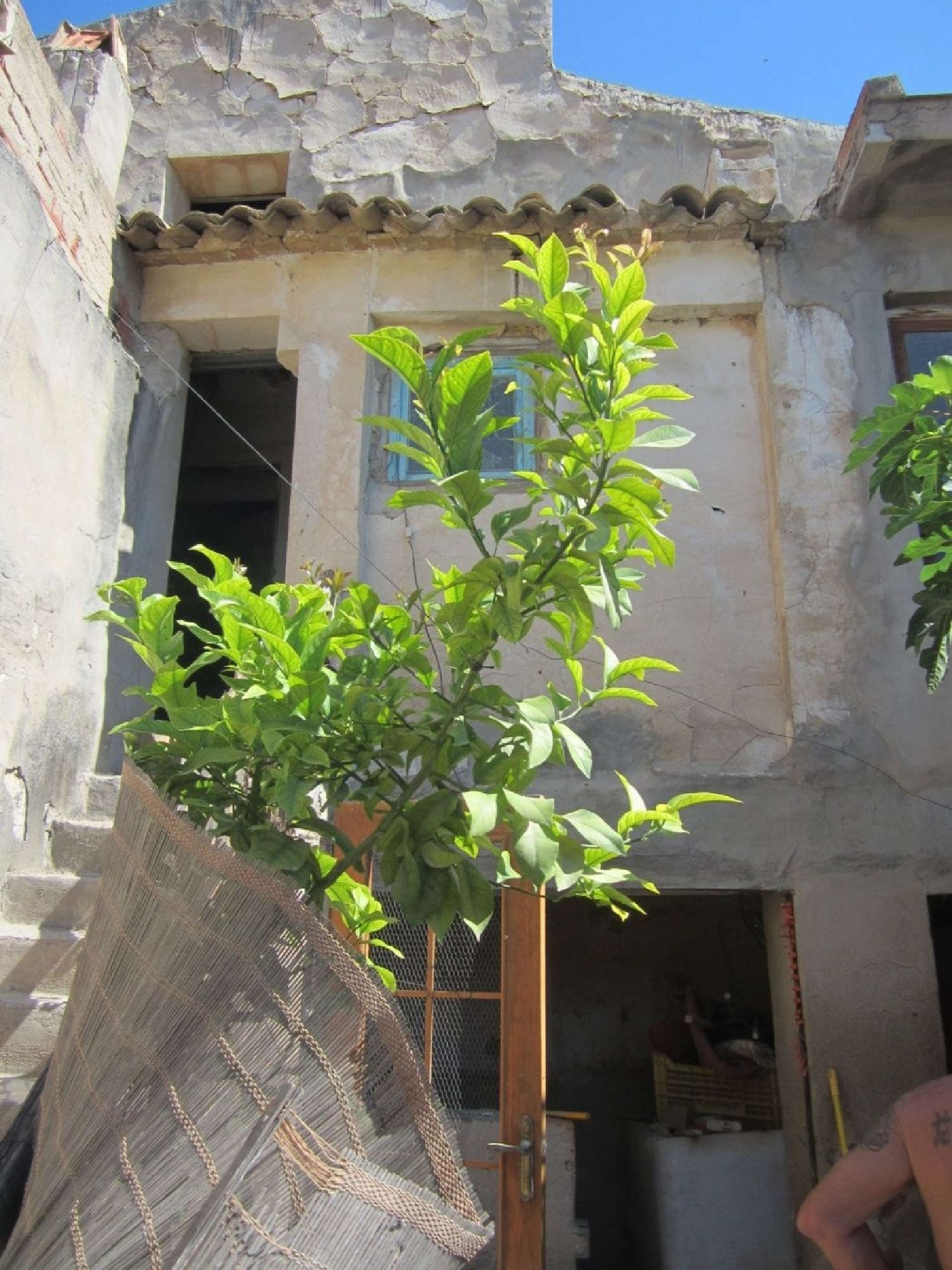  en venta finca rústica Novelda Vinalopó Mitjà 5
