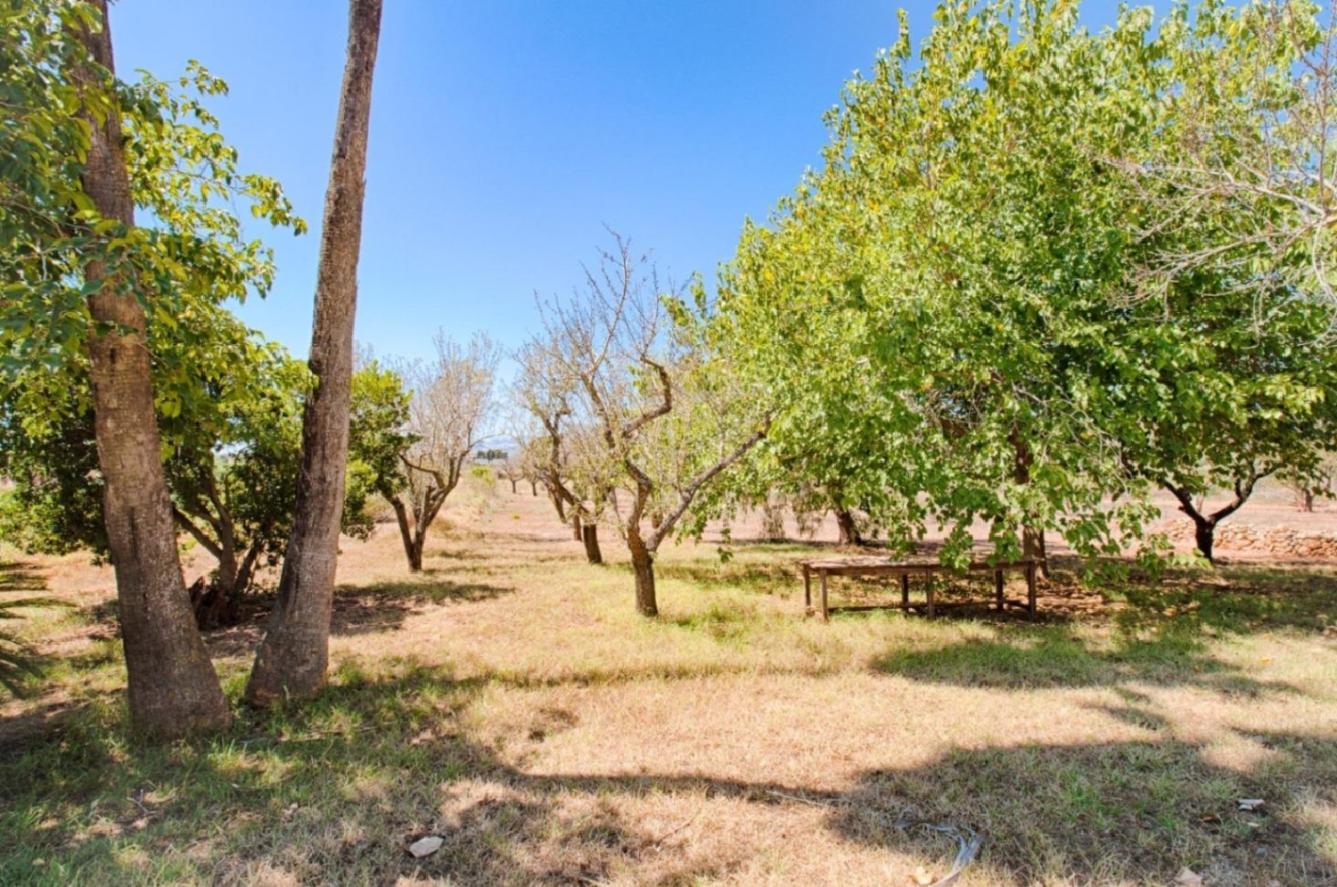 en venta finca rústica Senija Marina Alta 12