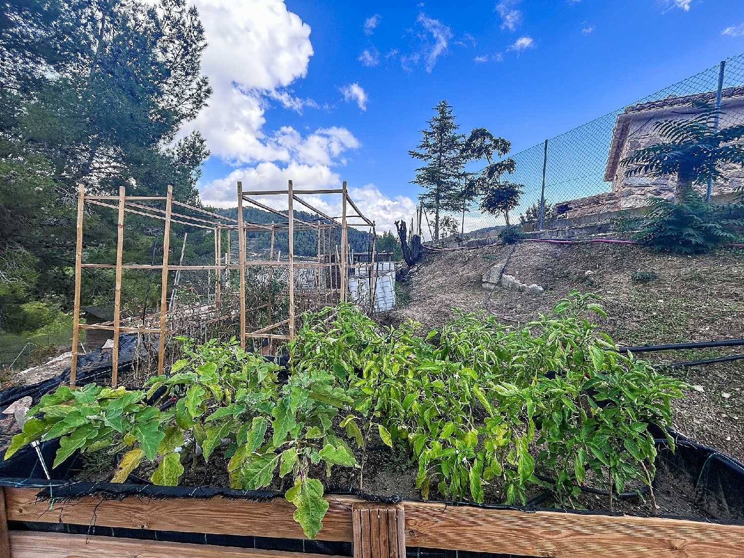  en venta finca rústica Torremanzanas Alacantí 40