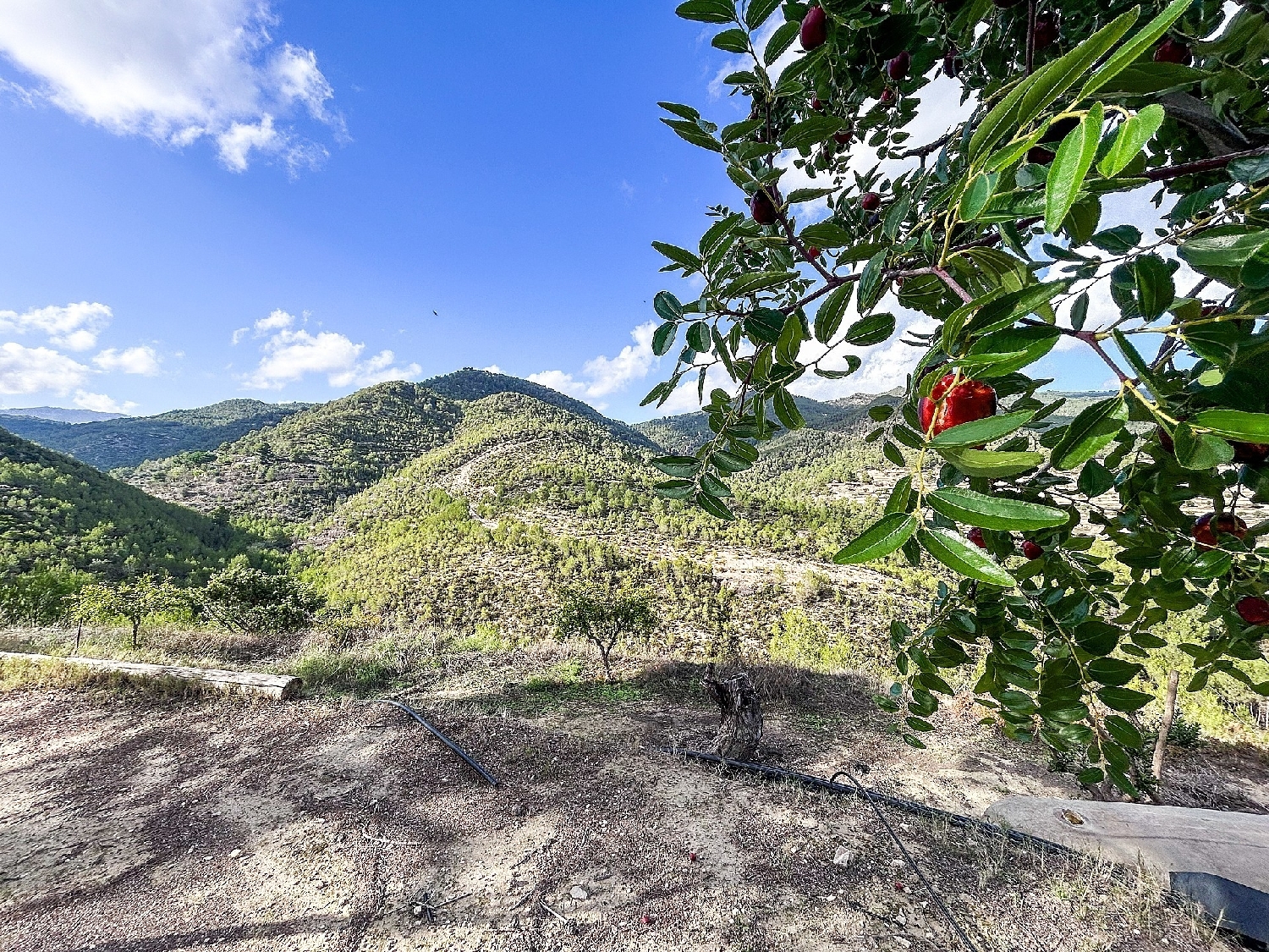  en venta finca rústica Torremanzanas Alacantí 8