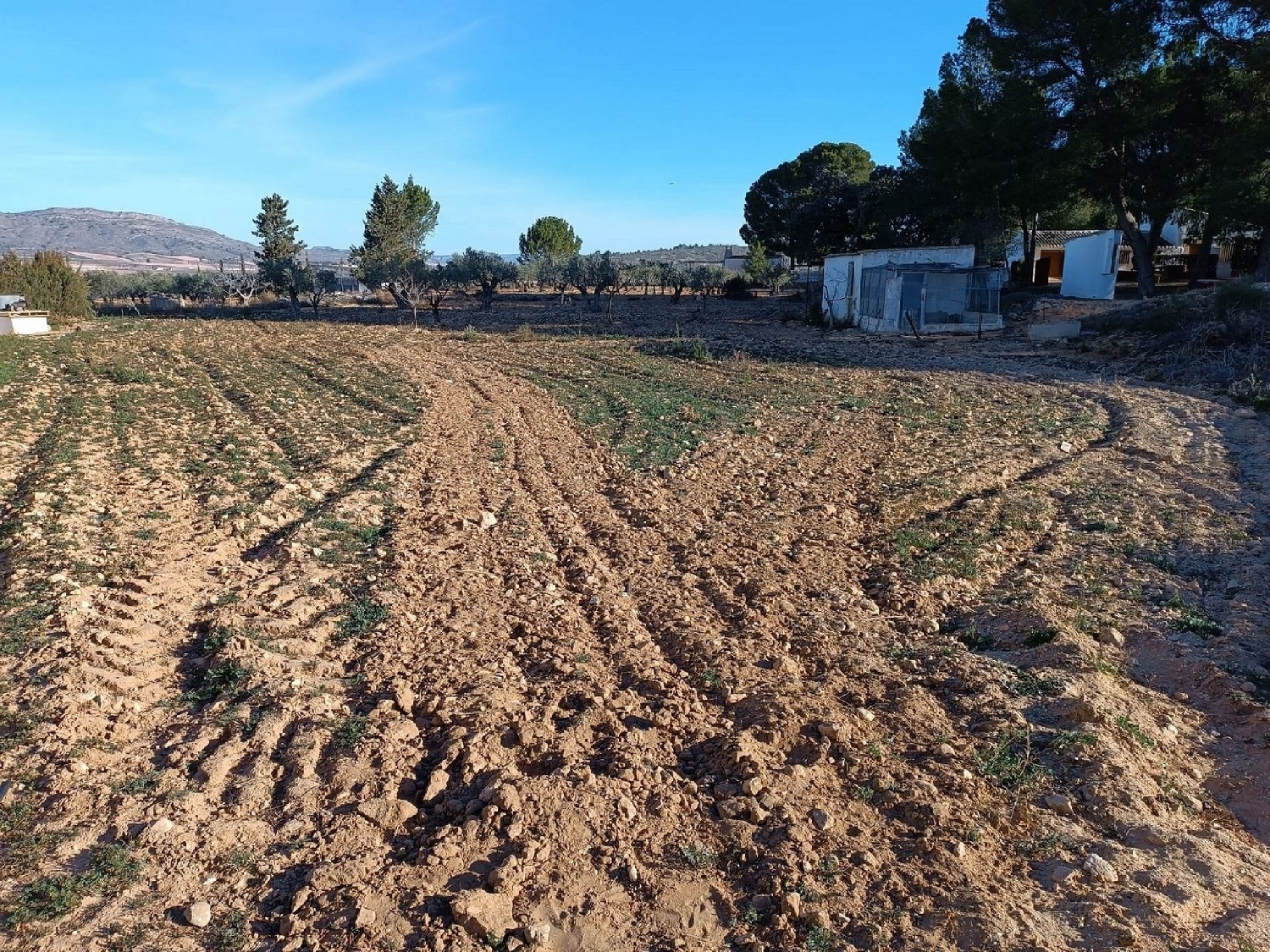  en venta finca rústica Yecla Altiplano 38
