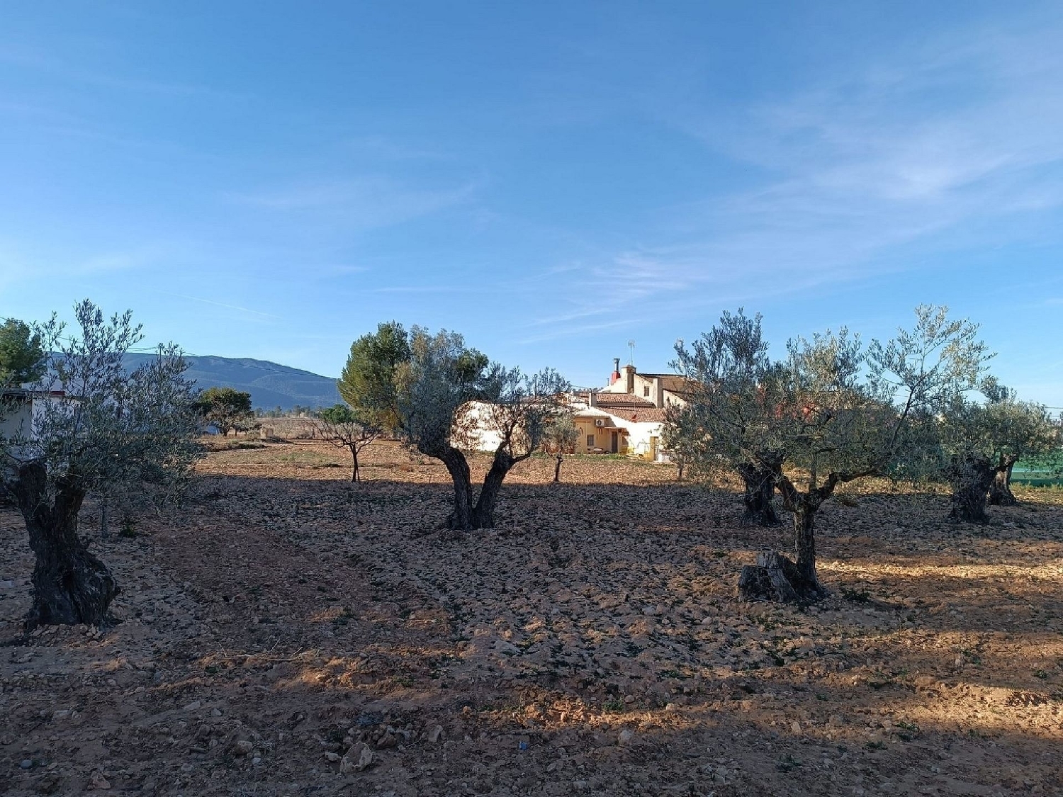  en venta finca rústica Yecla Altiplano 40