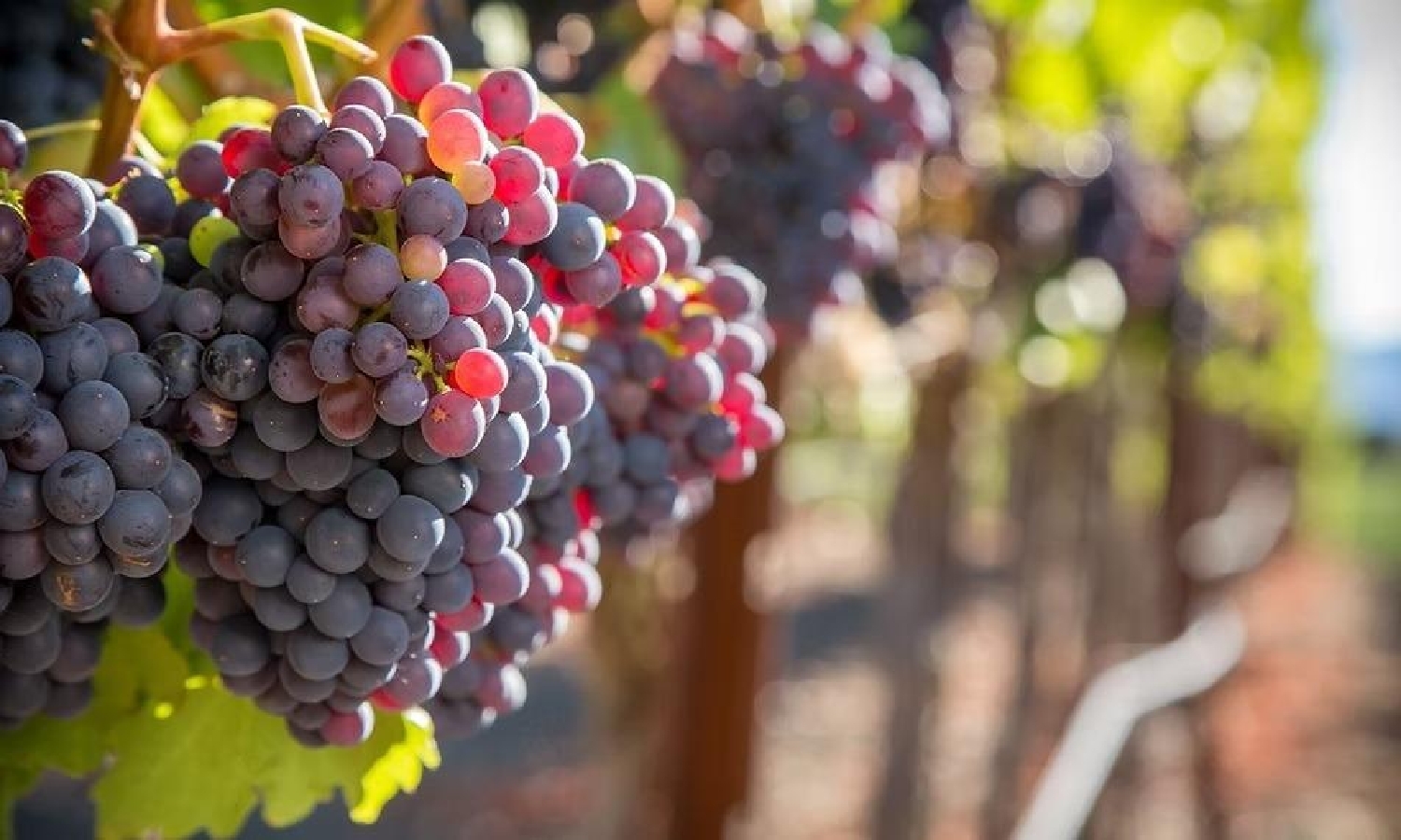  à vendre maison Albacete Centro 02002 Llanos De Albacete 3