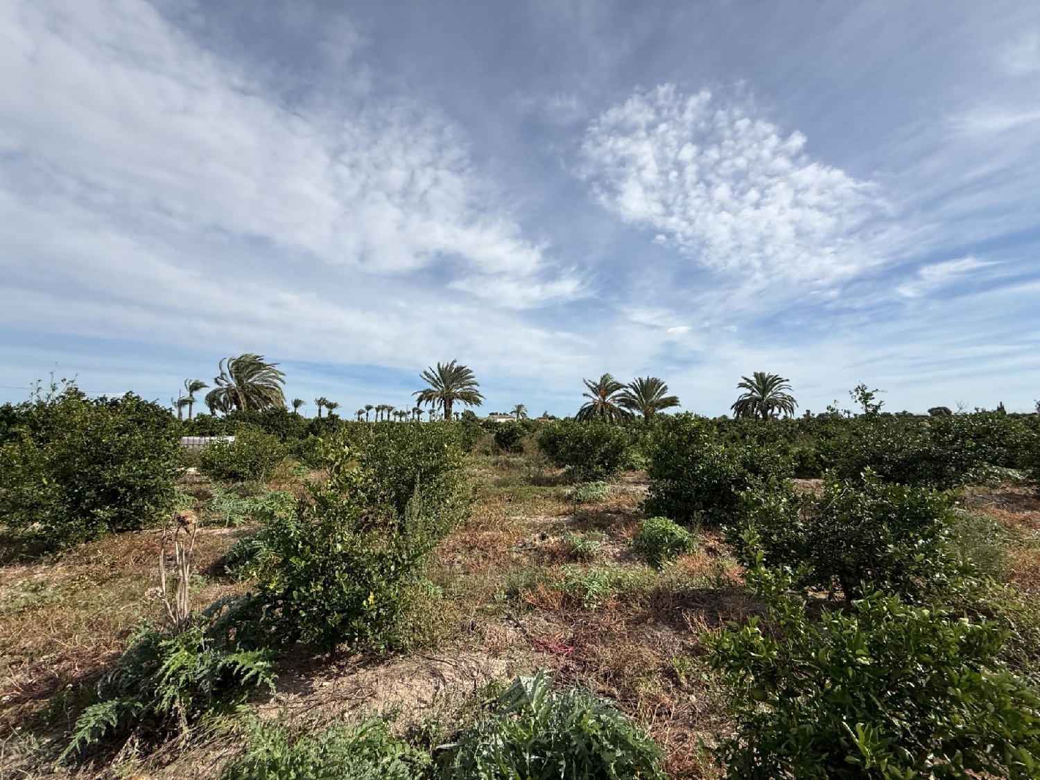  en venta casa Callosa De Segura Baix Segura 5