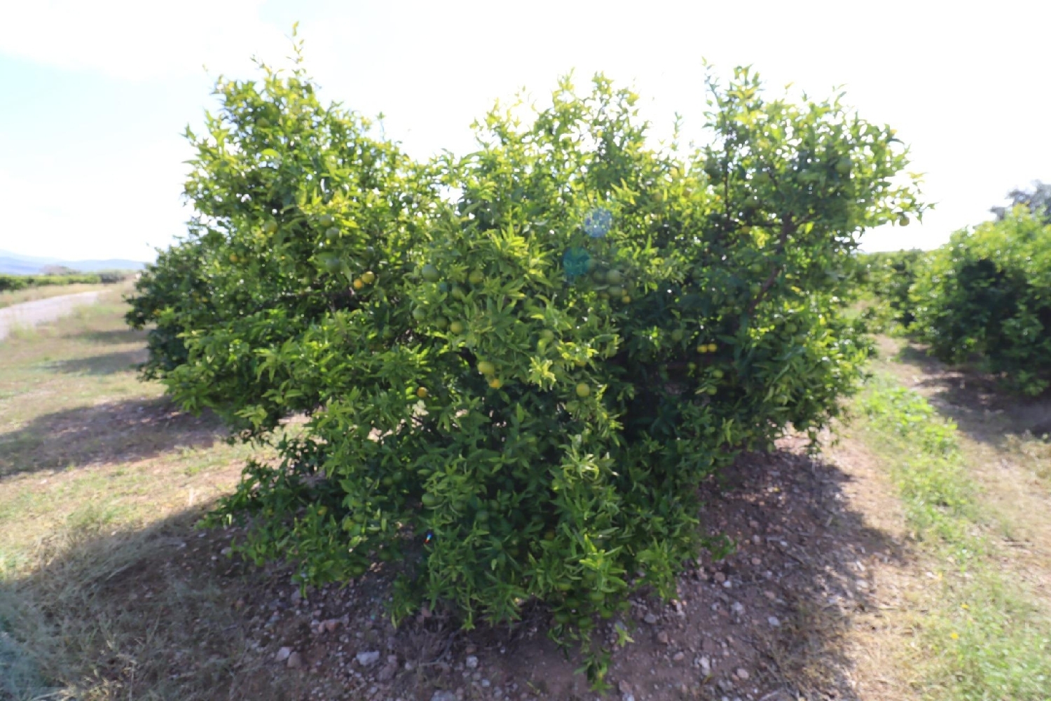 kaufen Haus Vinaros Baix Maestrat 2