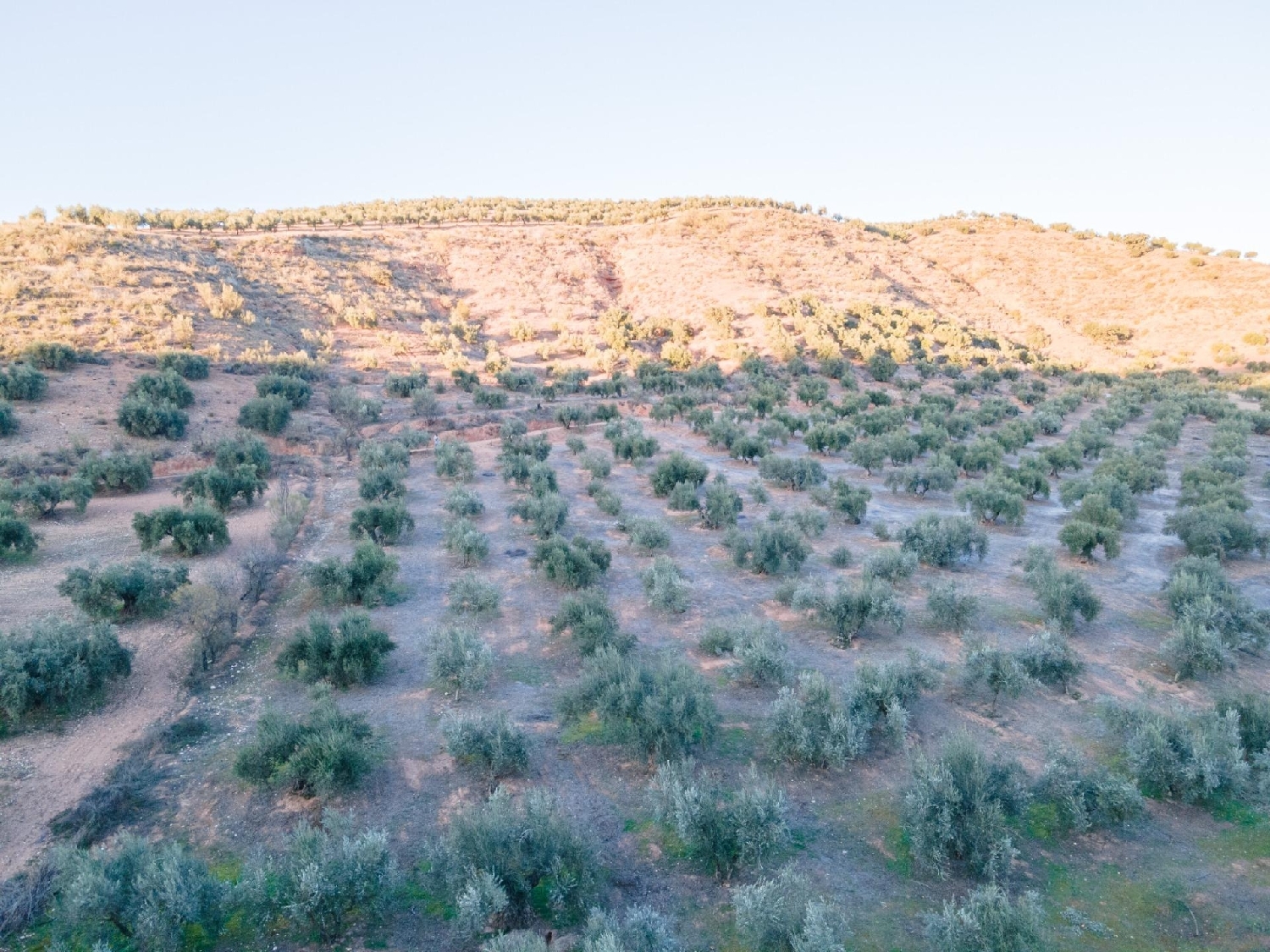 te koop perceel Calicasas Vega De Granada 8