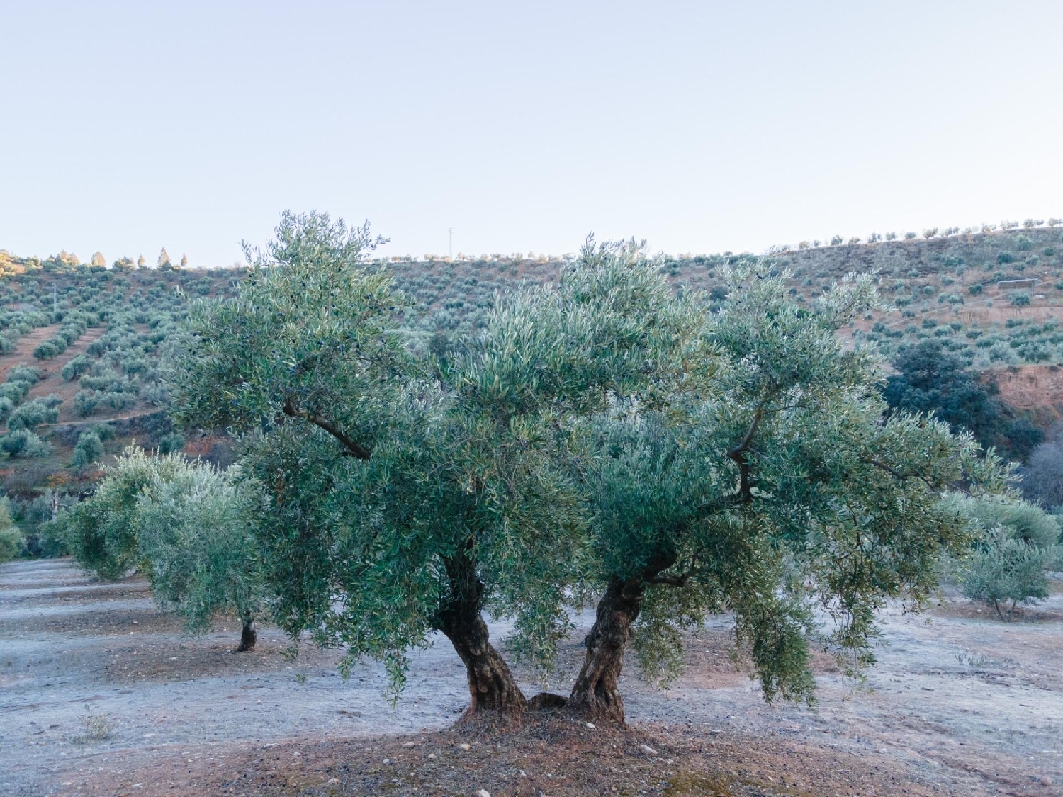 kaufen Grundstück Calicasas Vega De Granada 2