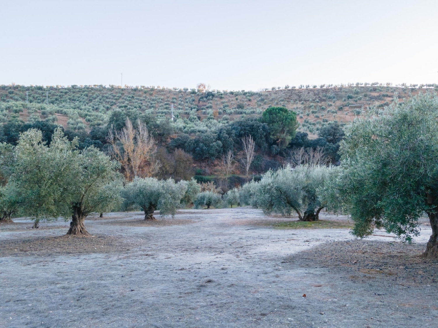 kaufen Grundstück Calicasas Vega De Granada 3