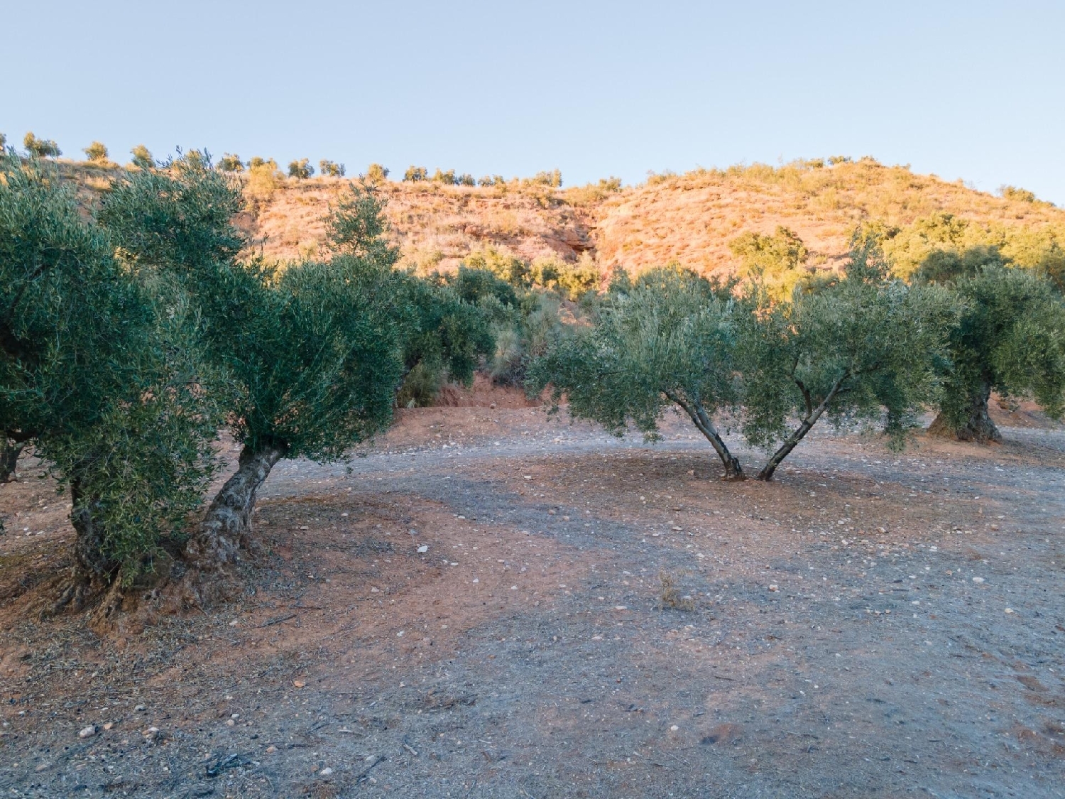  kaufen Grundstück Calicasas Vega De Granada 5