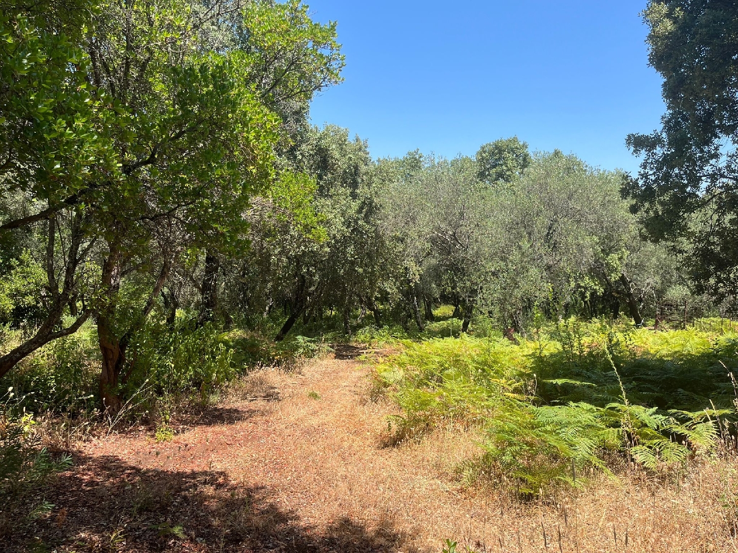 kaufen Grundstück Castaño Del Robledo Sierra De Huelva 2