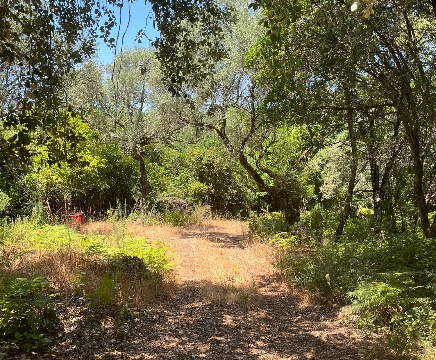  kaufen Grundstück Castaño Del Robledo Sierra De Huelva 5