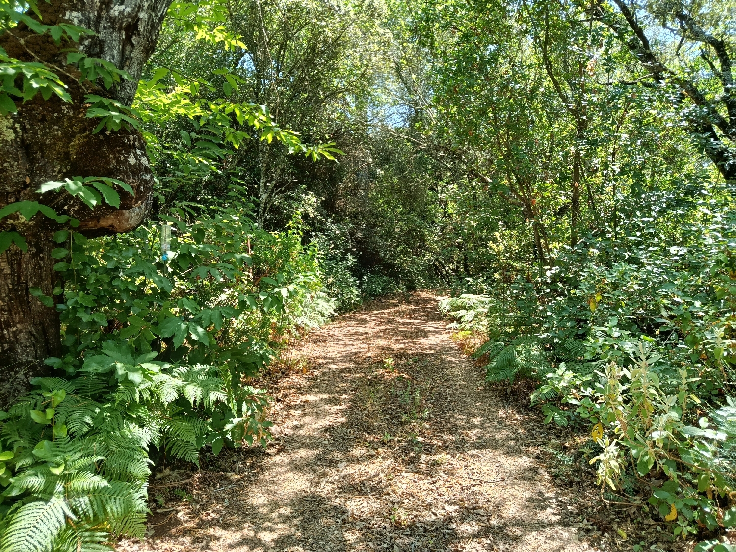  kaufen Grundstück Castaño Del Robledo Sierra De Huelva 4