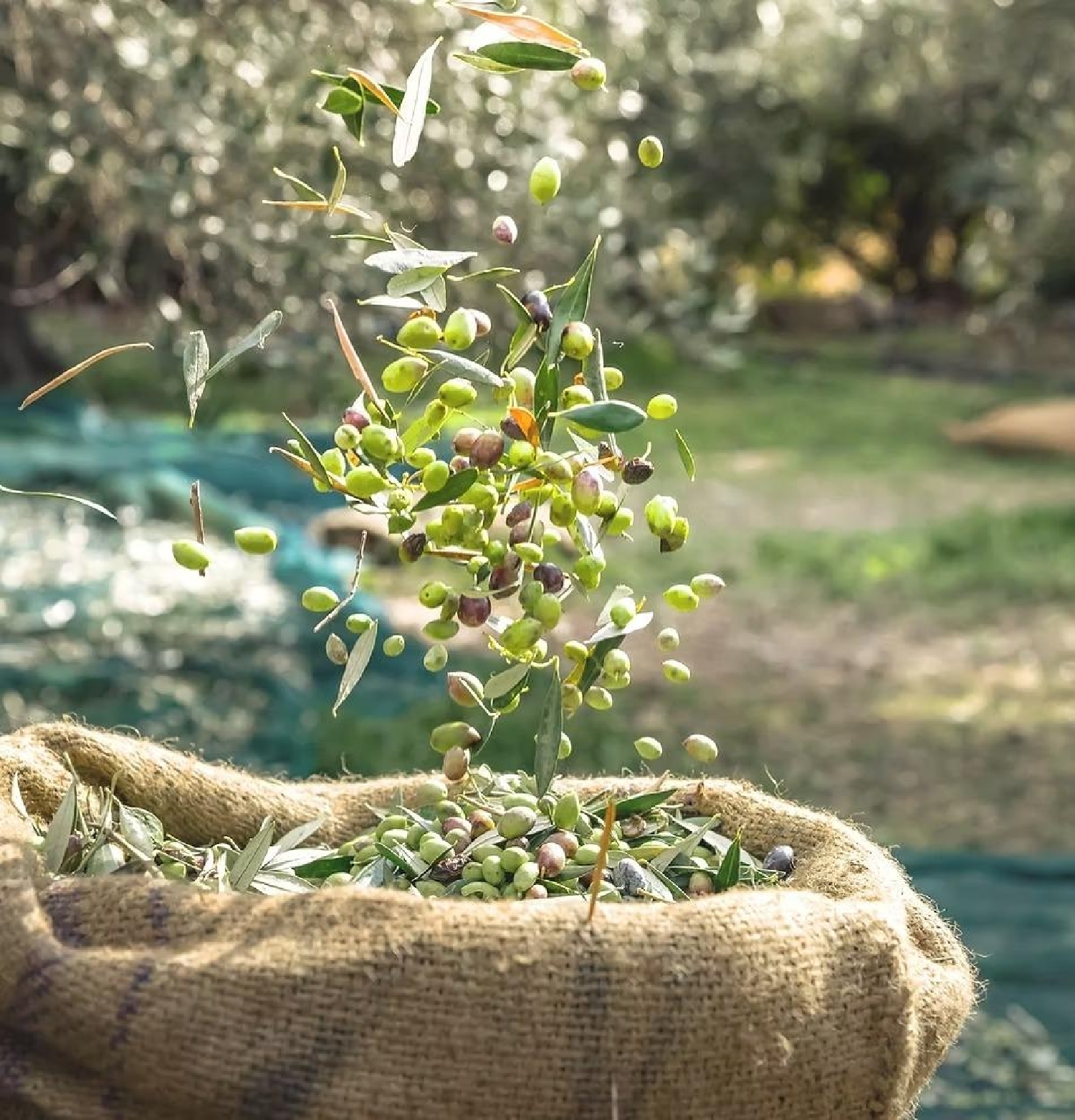  for sale plot Castrillo De Murcia Odra-Pisuerga 2