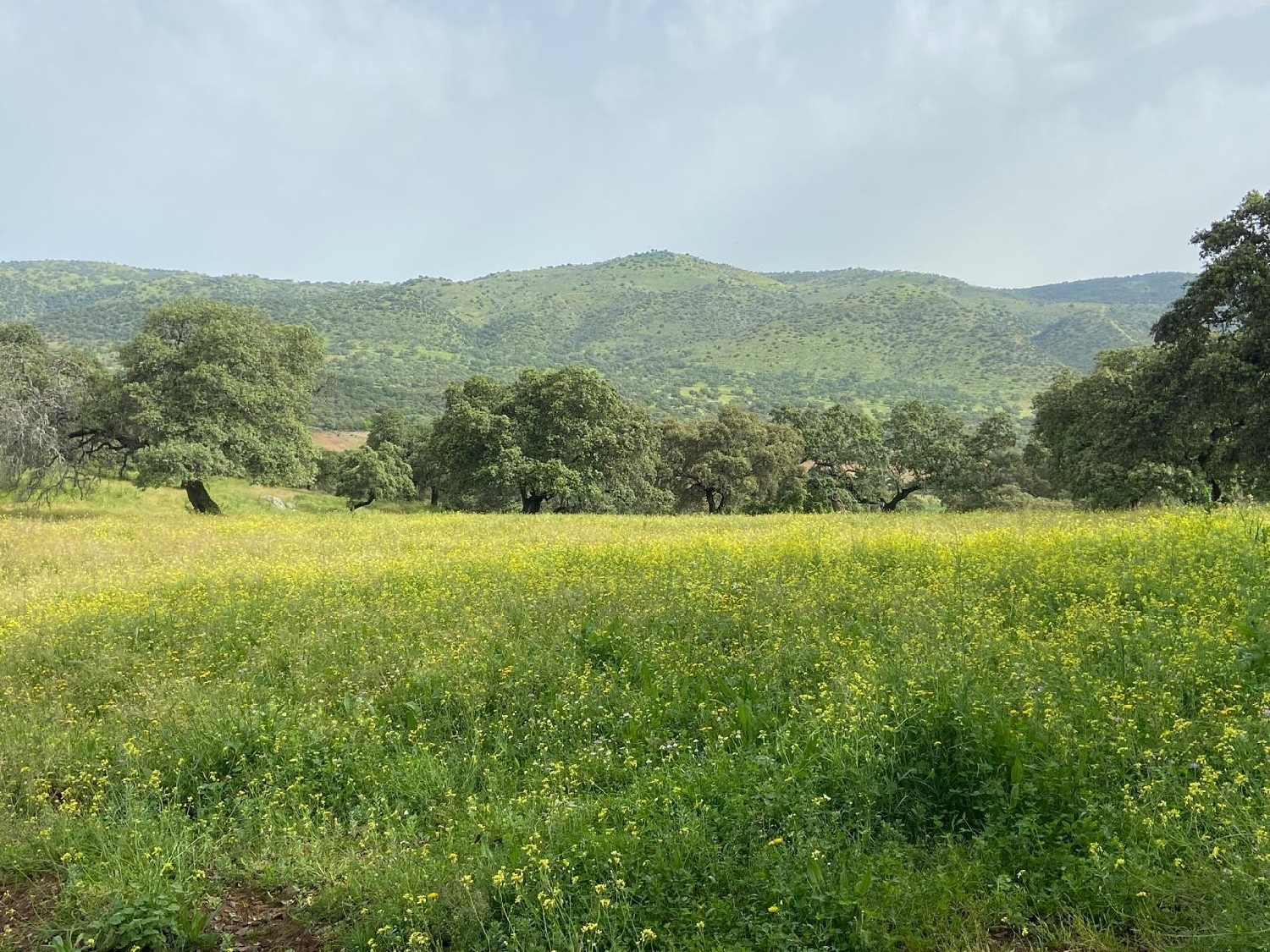  à vendre terrain Cazalla De La Sierra Sierra Norte 4