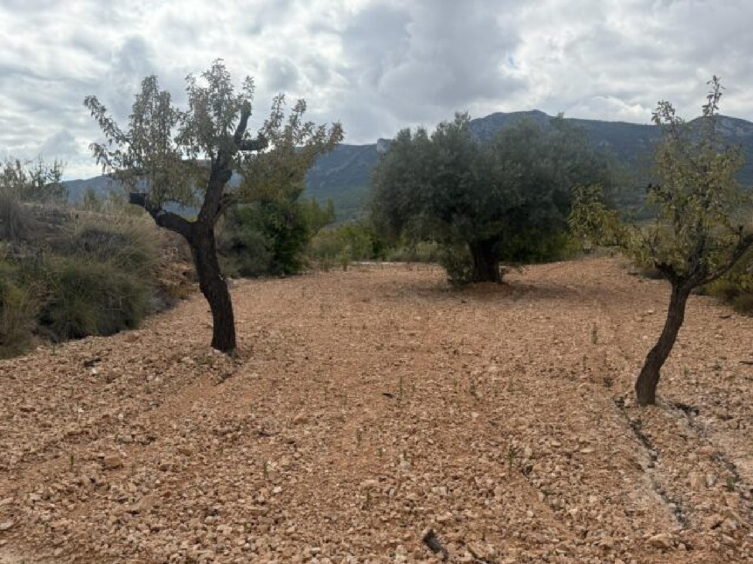  te koop perceel La Romana Vinalopó Mitjà 19