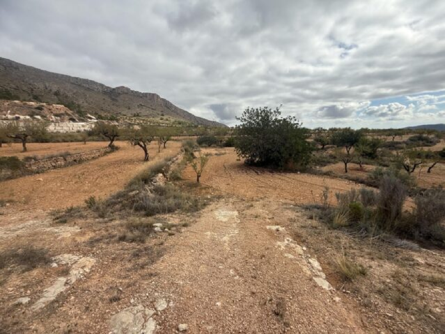  te koop perceel La Romana Vinalopó Mitjà 12