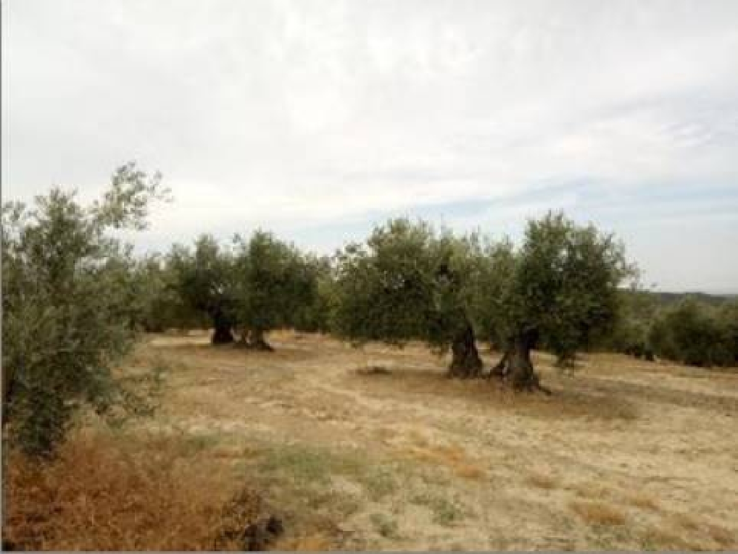  till salu tomt Lopera Campiña De Jaén 8