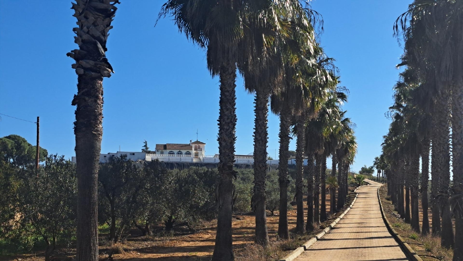 à vendre terrain Mairena Del Alcor Campiña De Carmona 3