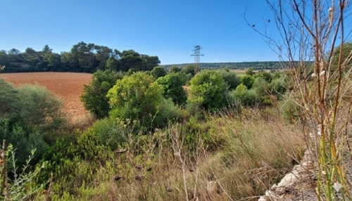 Manacor Llevant terreno foto 6316433