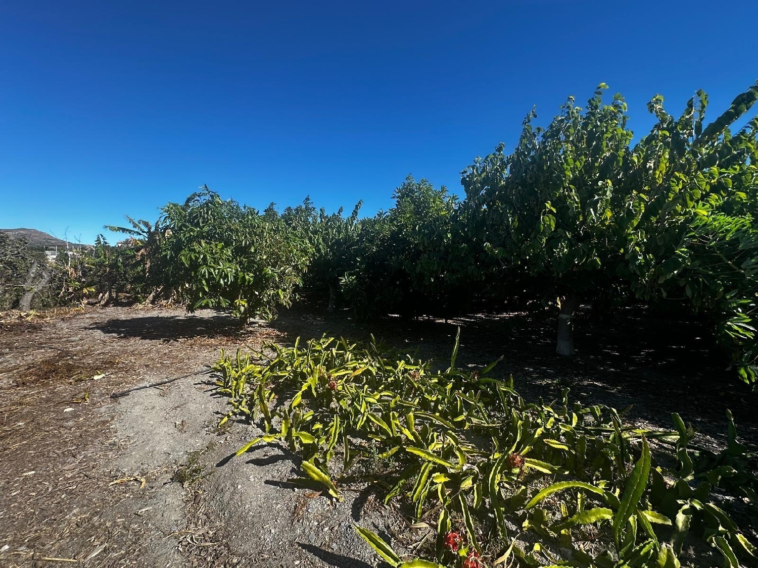 for sale plot Motril Costa Tropical 6