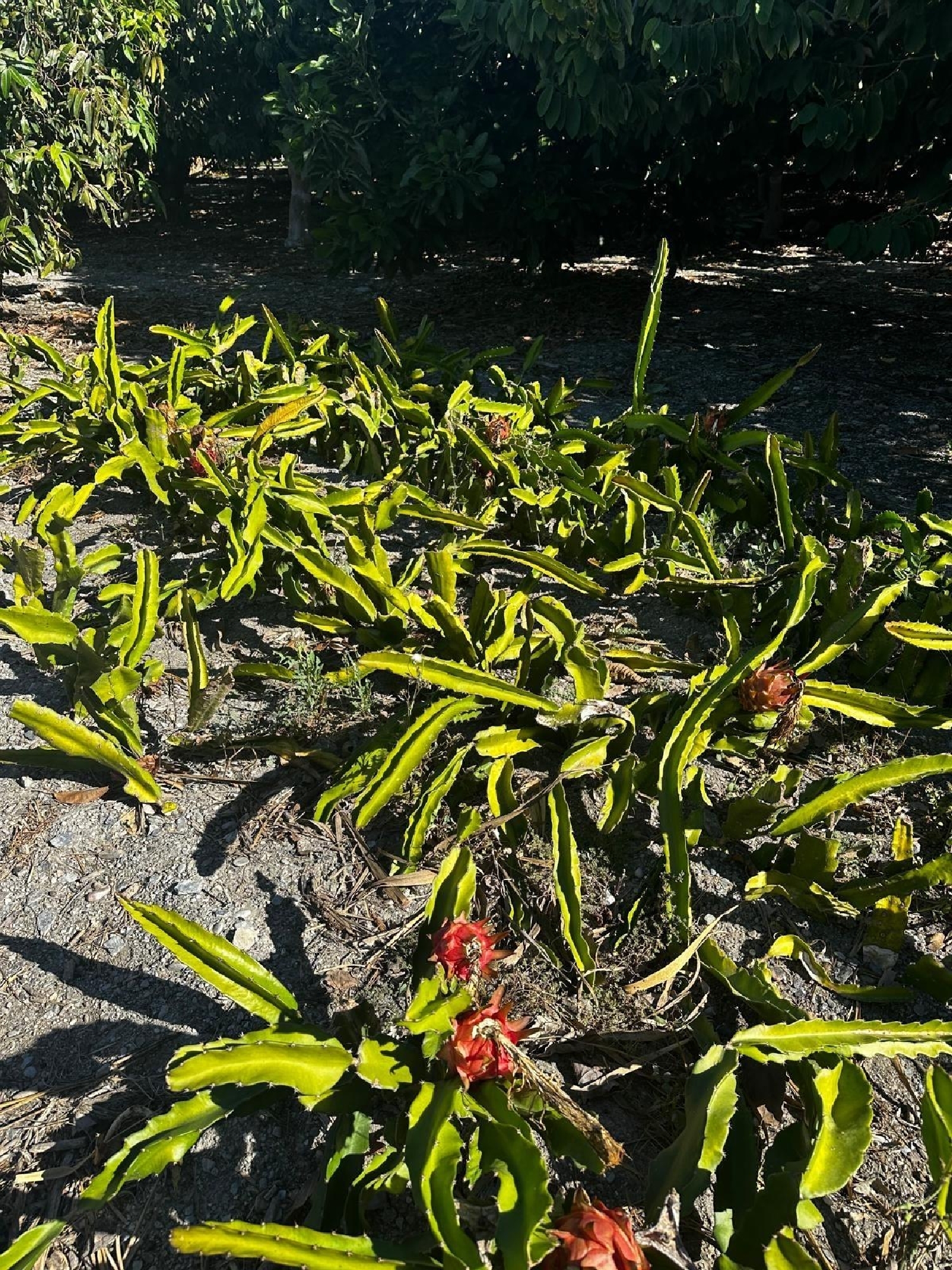 for sale plot Motril Costa Tropical 8