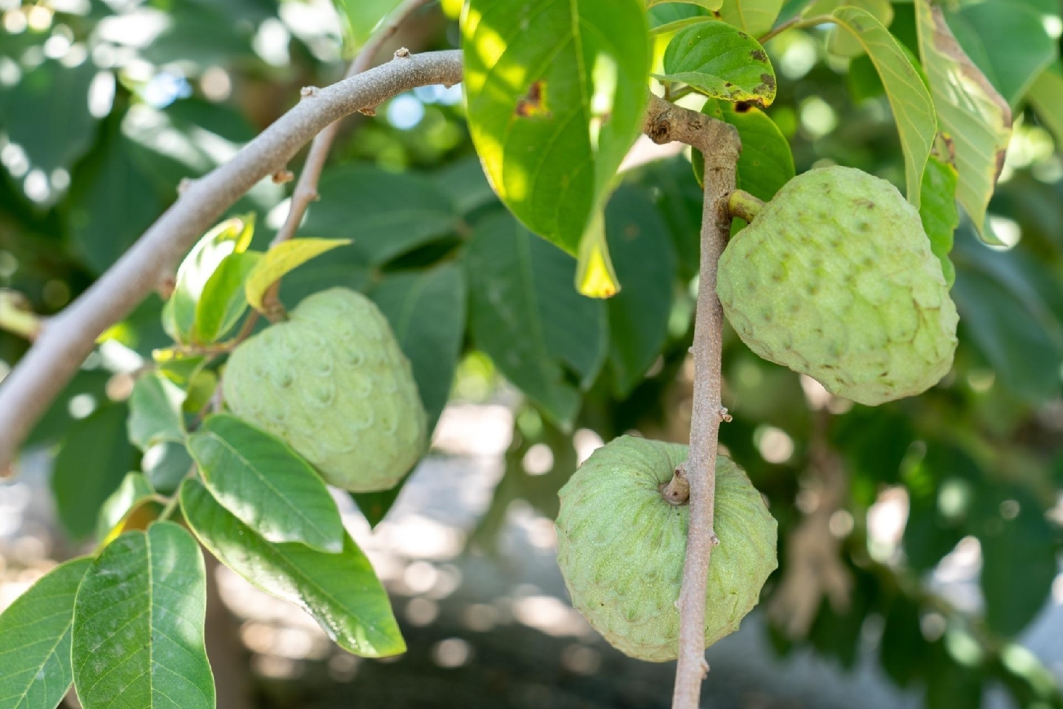 for sale plot Motril Costa Tropical 4