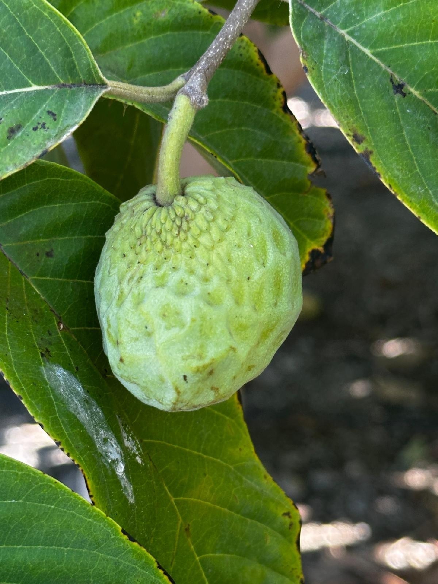 for sale plot Motril Costa Tropical 5