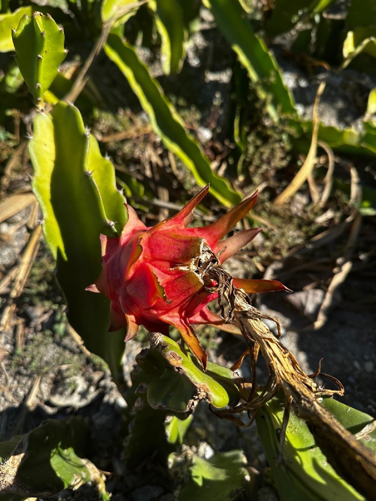 for sale plot Motril Costa Tropical 7