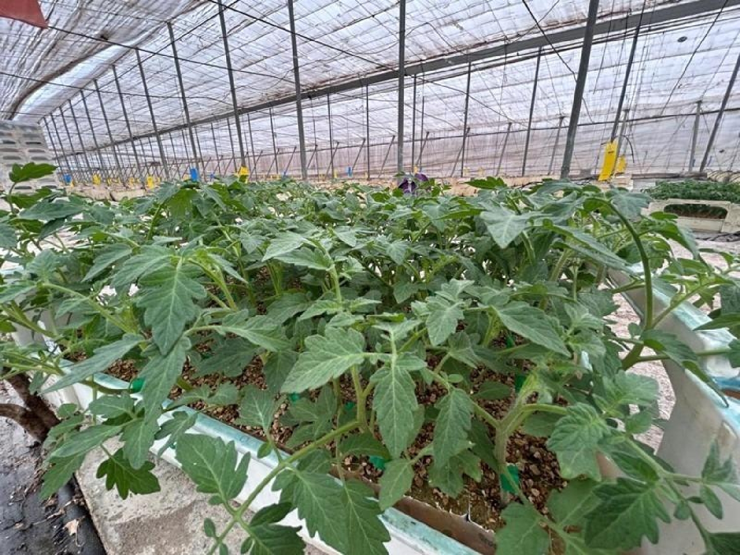 te koop perceel Motril Costa Tropical 4