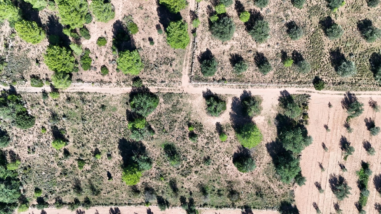  for sale plot Olocau Camp De Túria 6