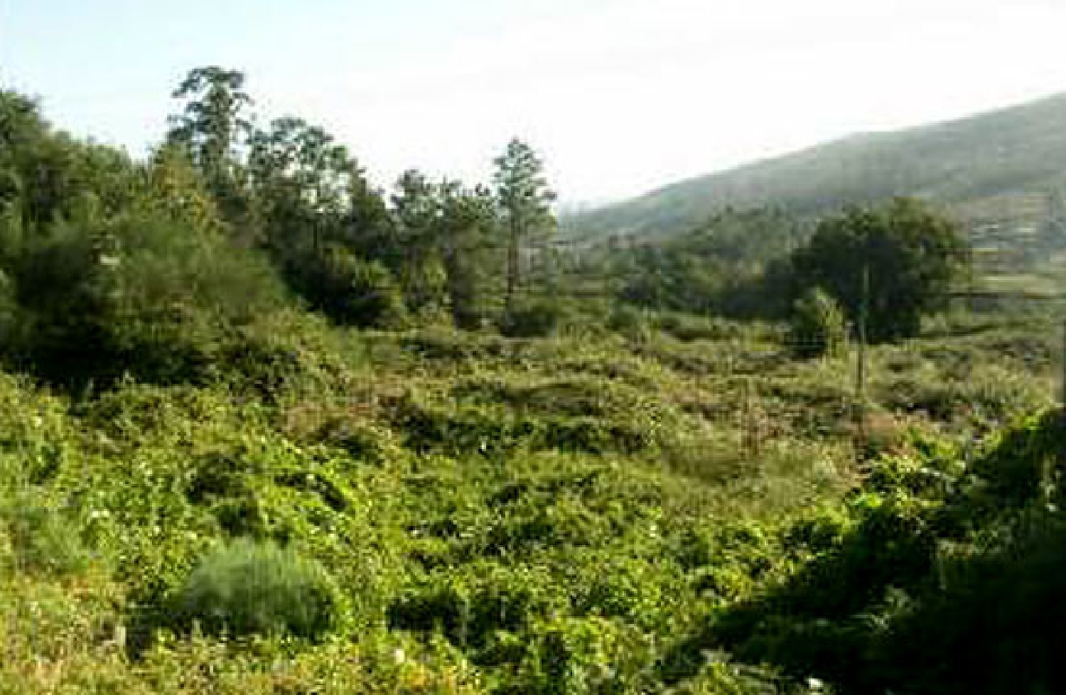  till salu tomt Pontevedra Centro Echegaray Pontevedra 1