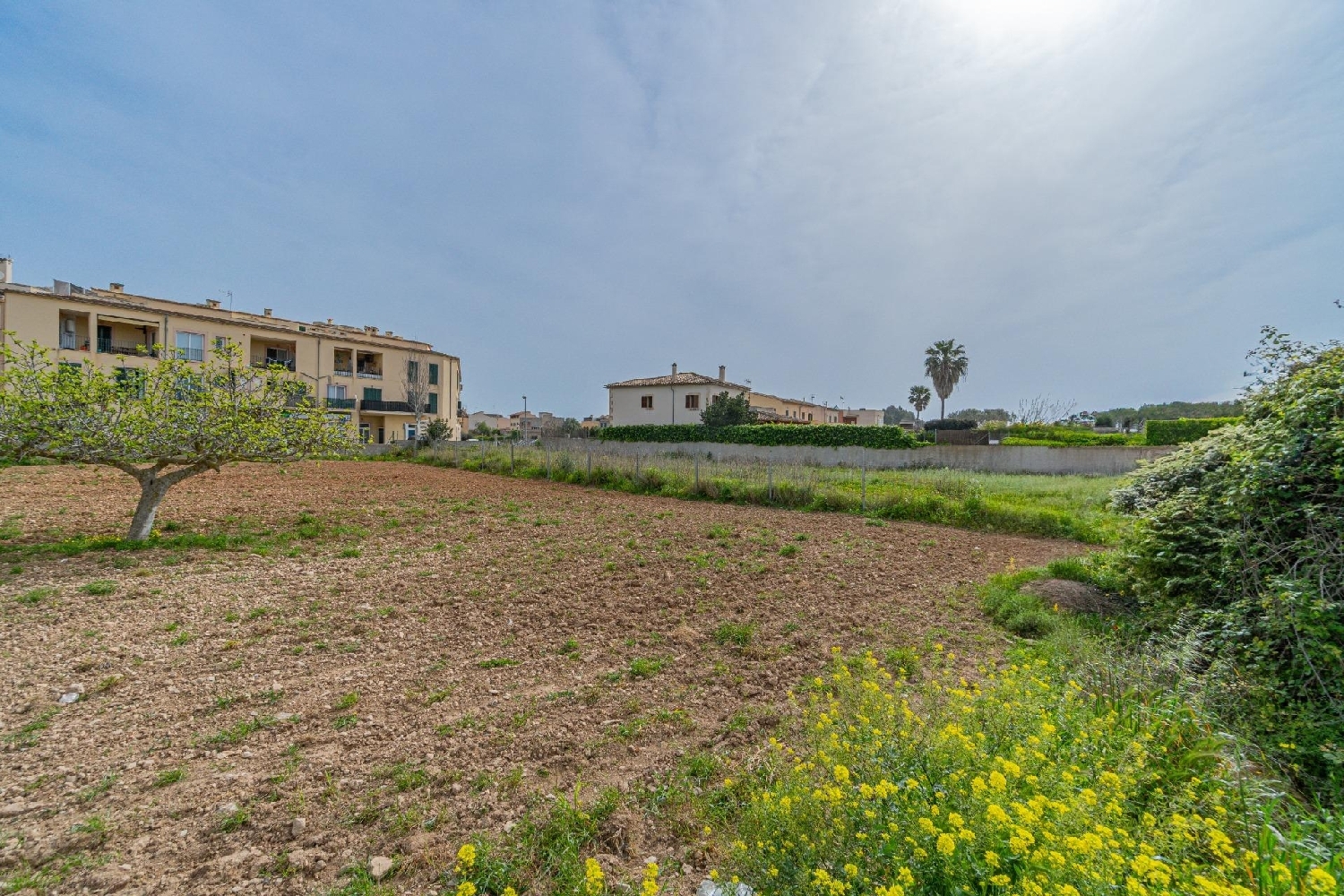  à vendre terrain Porreres Pla (Es) 5