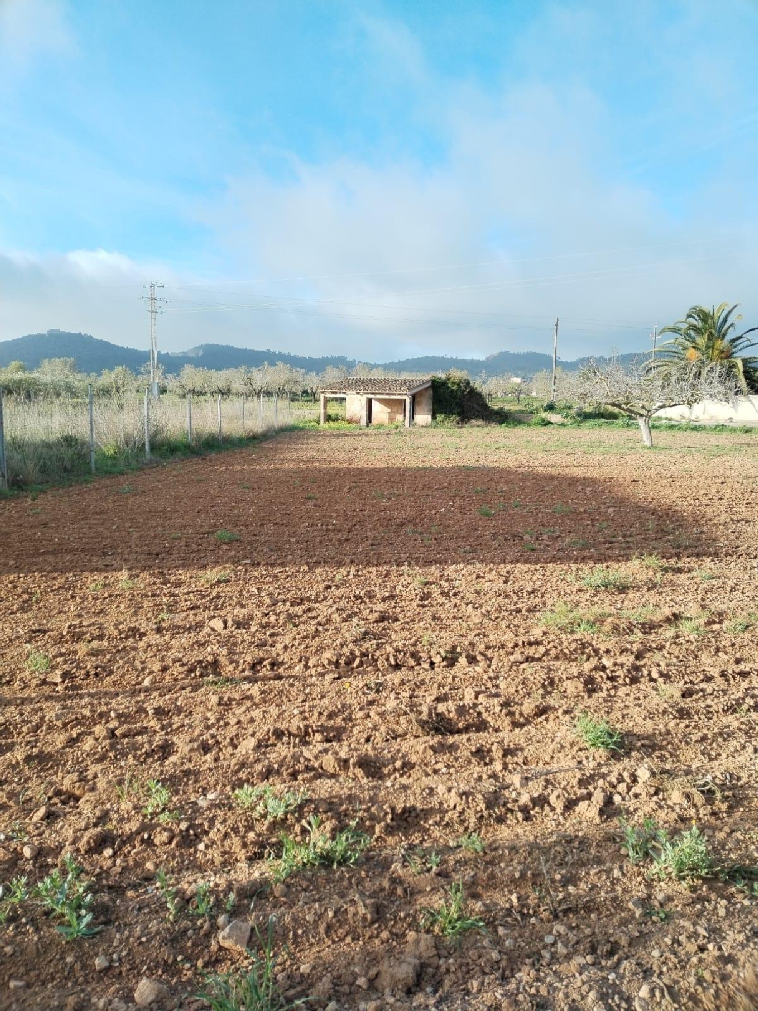  à vendre terrain Porreres Pla (Es) 8