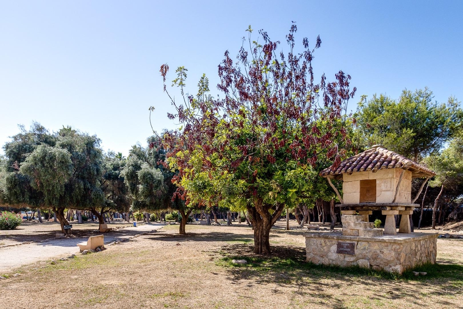  te koop studio Torrevieja Baix Segura 8