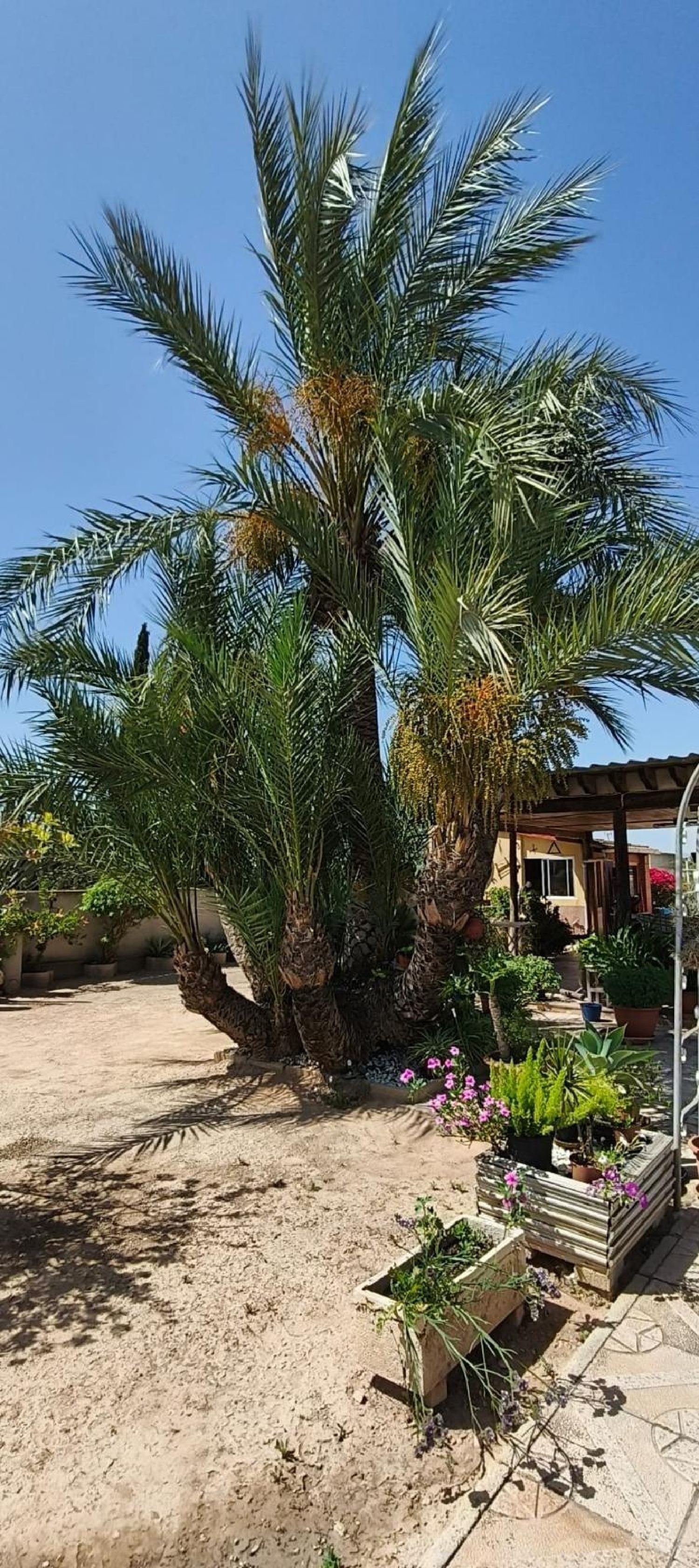 kaufen Villa Crevillent Baix Vinalopó 7