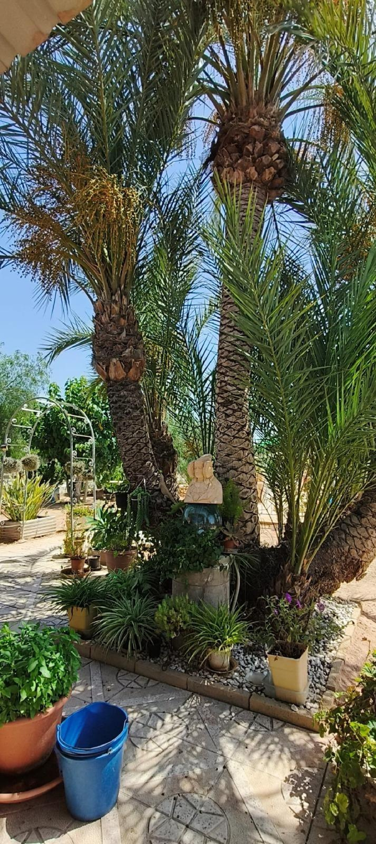 kaufen Villa Crevillent Baix Vinalopó 3