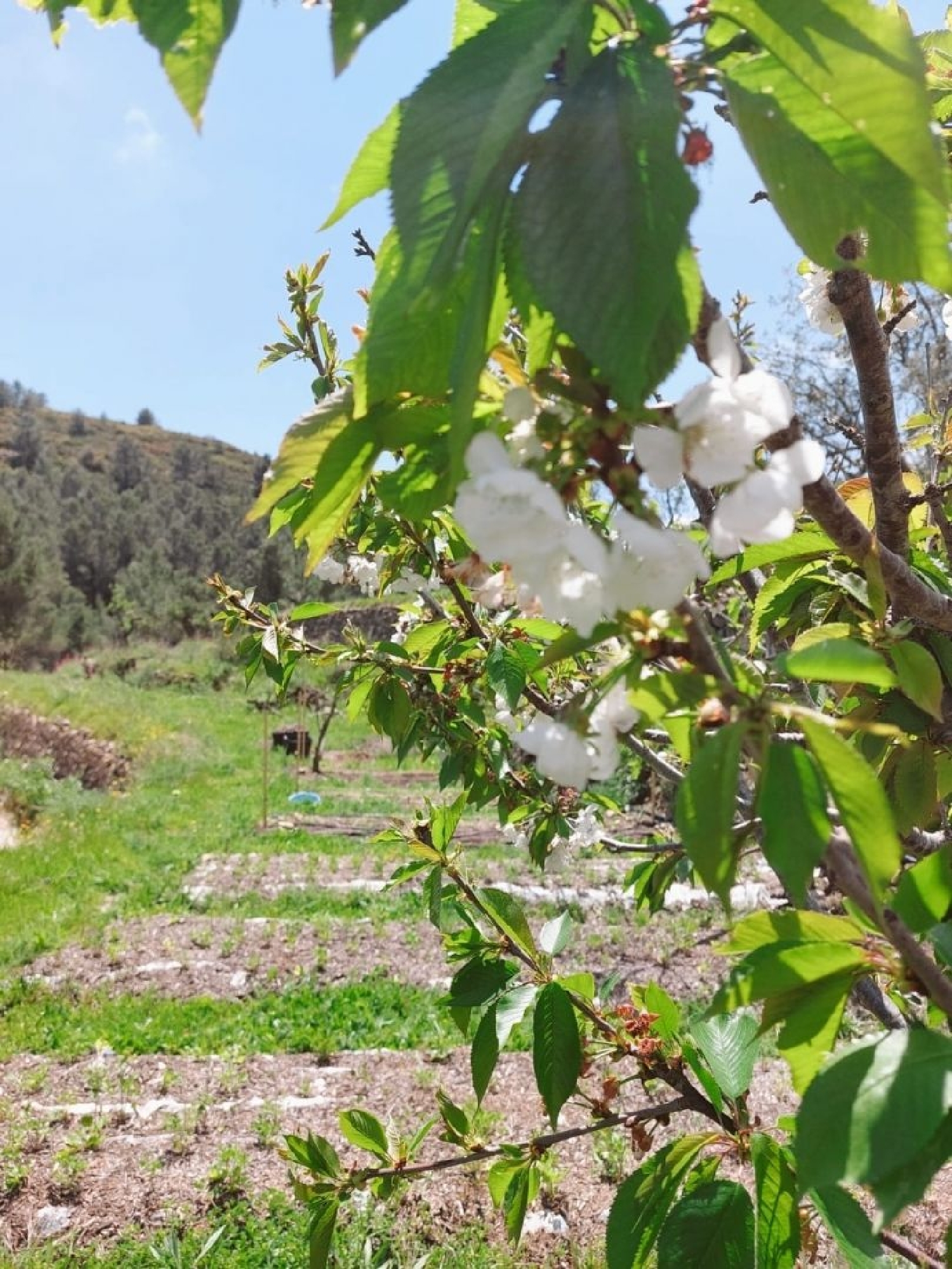  te koop villa Madrid Valle Del Almanzora 20