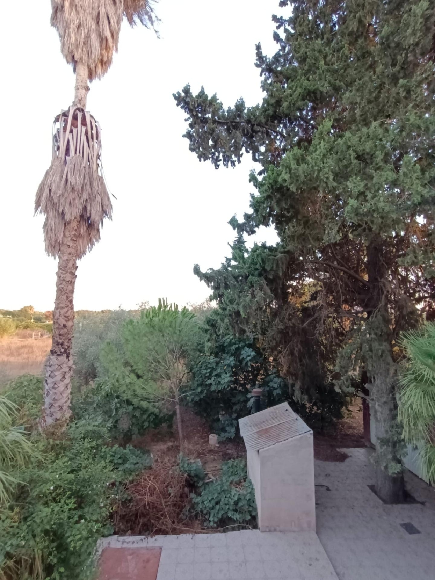  à vendre villa Molina De Segura Vega Media Del Segura 6